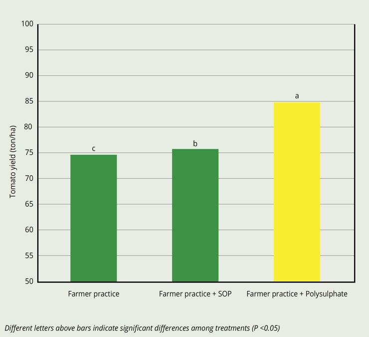 Average tomato yield when fertilized with Polysulphate increased by 14%